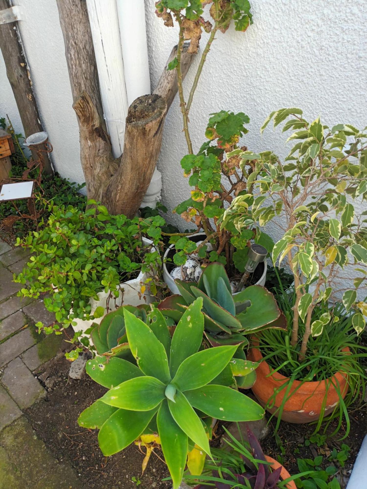Self Catering Unit 7, Sandbaai Hermanus Kamer foto